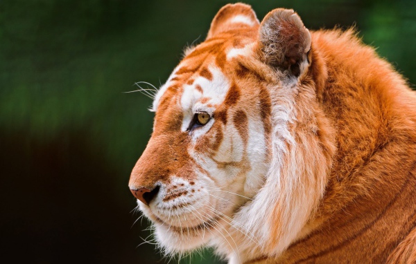 Красивый золотой тигр