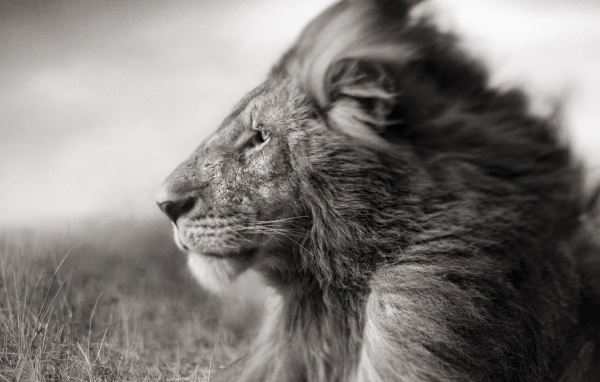 Черно белое фото льва