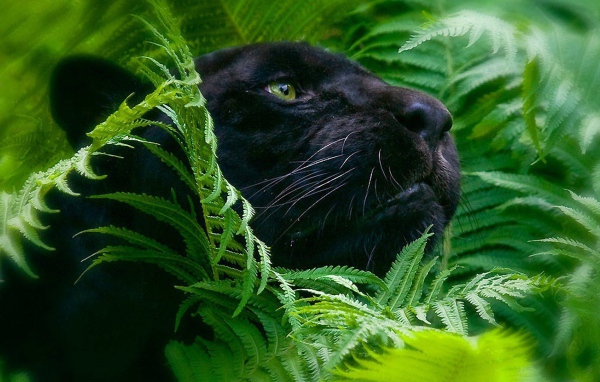 Черная пантера в зеленых зарослях