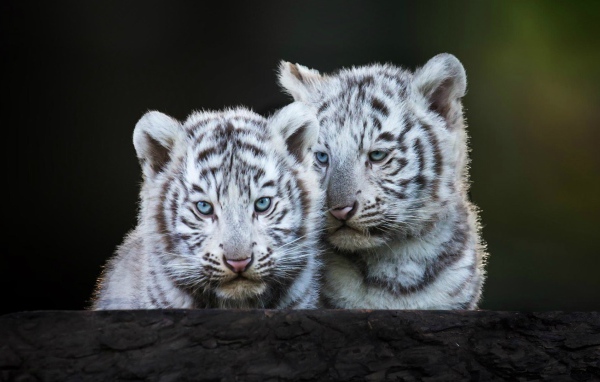 Голубоглазые белые тигрята