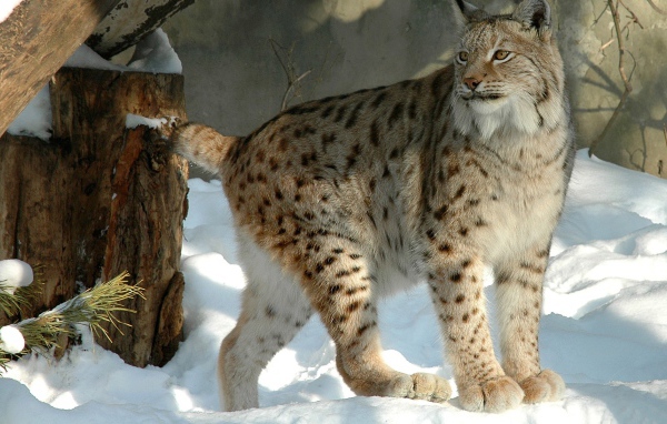 Куцехвостый снежный барс