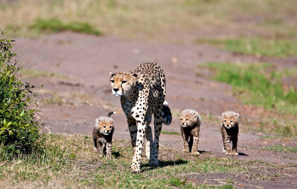 Мама гепард с котятами