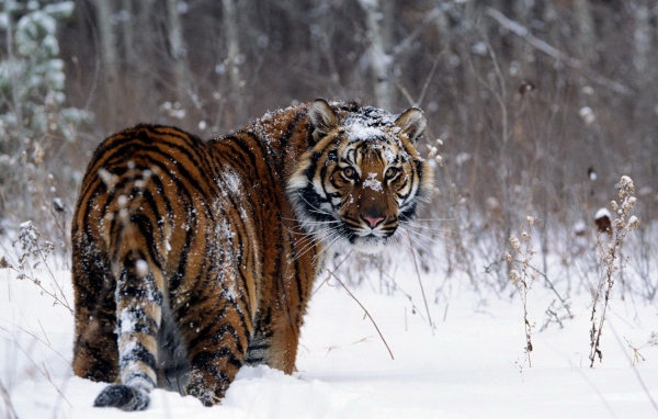 Забавный тигр в зимнем лесу