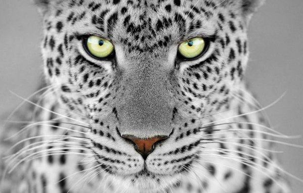 Большие выразительные глаза дикого животного