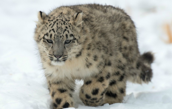 Барс идет по снегу