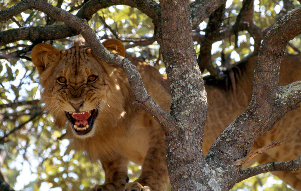 Лев рычит на дереве