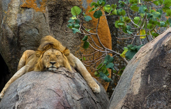 Лев сладко спит на камне в зоопарке