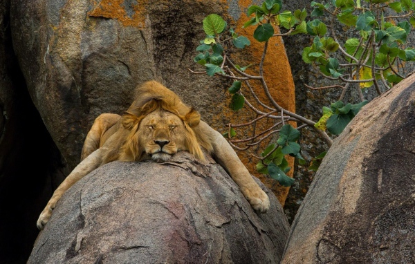 Лев безмятежно спит на камне