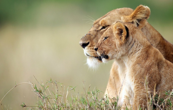 Львица и львёнок наблюдают за зеброй