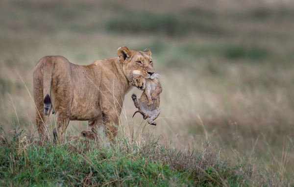 Львица держит детеныша в зубах