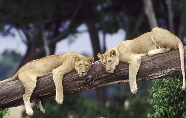 Львицы отдыхают на стволе дерева