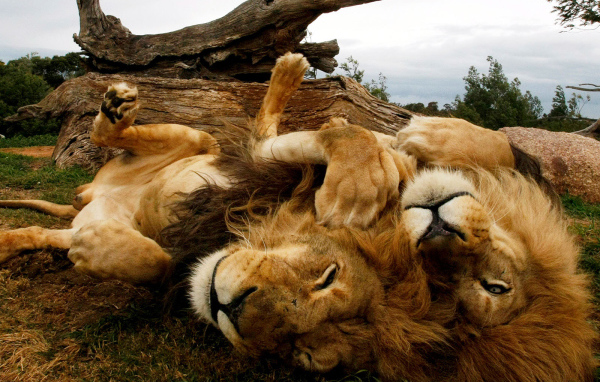 Львы отдыхают на спине