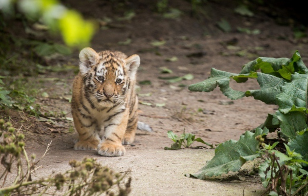 Маленький оранжевый тигренок