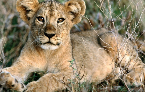 Лопоухий львенок лежит на траве