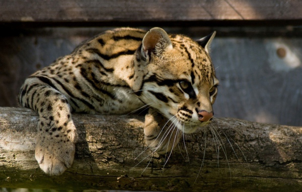 Оцелот повис на деревянной перекладине