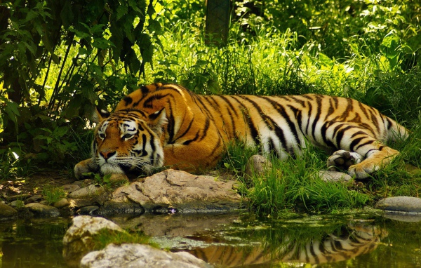 Умиротворенный тигр у воды