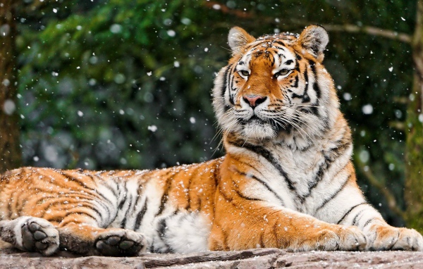 Гордая сибирская тигрица