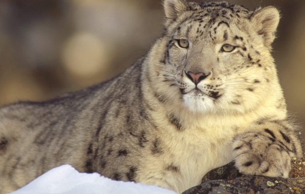 Гордый снежный барс