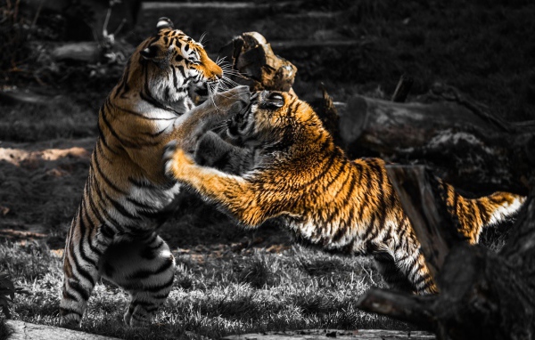 Схватка старого и молодого тигров