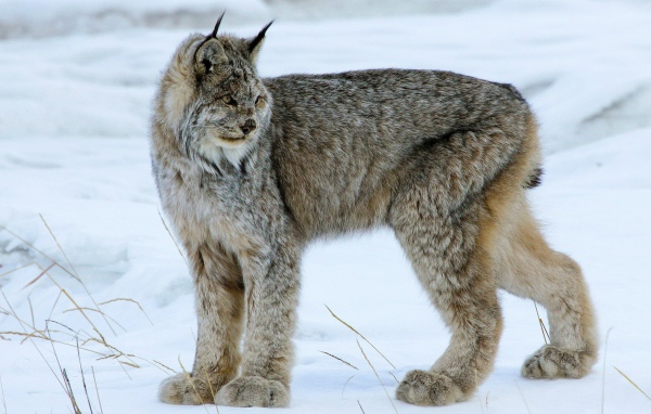 Мохнатая канадская рысь