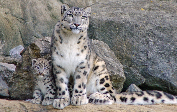 Снежный барс с котенком