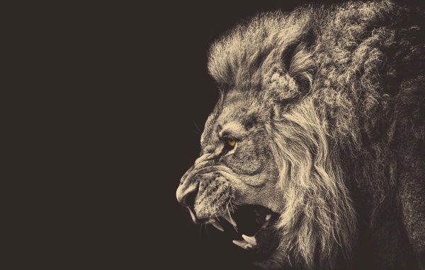 Голова злого льва, серый фон