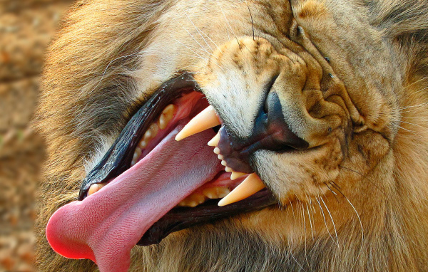 Лев демонстрирует свои клыки
