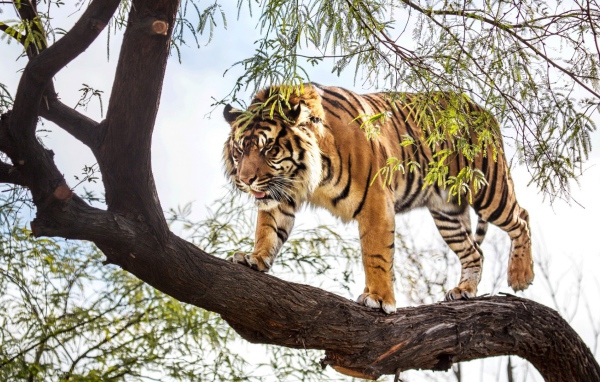 Тигр идет по стволу дерева