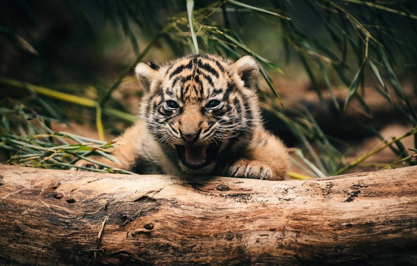 Тигренок прячется за деревом