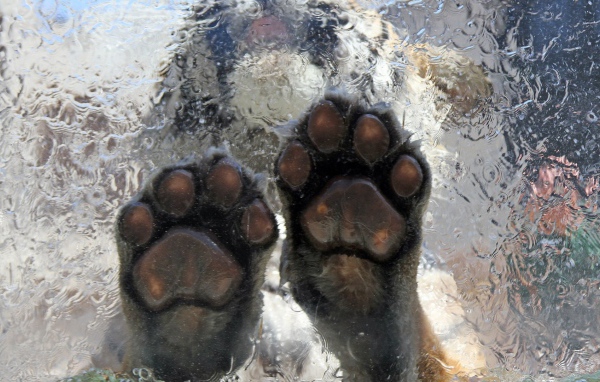 Тигр на льду