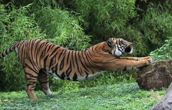 Тигр точит когти