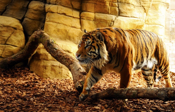 Тигр гуляет по вольеру