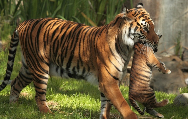 Тигрица держит в зубах тигренка