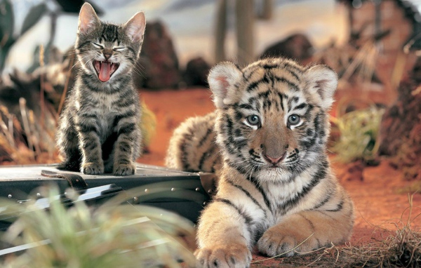 Два дальних родственника