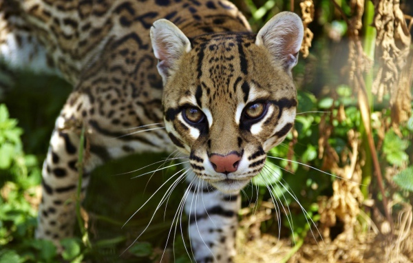 Очень красивый оцелот