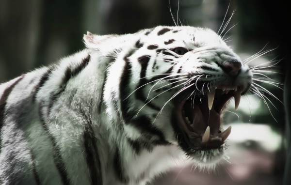 Белый тигр оскалил клыки