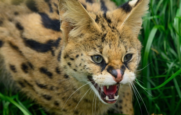 Злая дикая кошка в траве