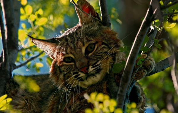 Дикий кот притаился среди зеленых веток