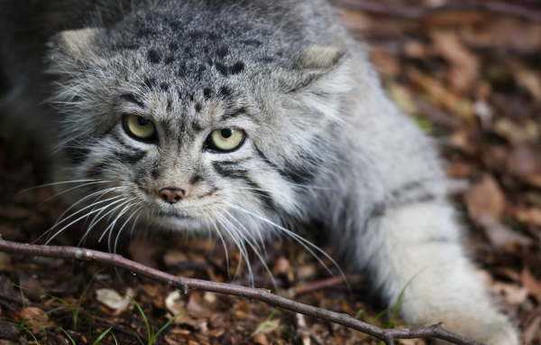 Дикий кот крадется по земле