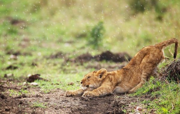 Львенок под дождем