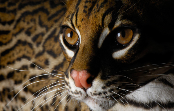 Глаза дикой кошки