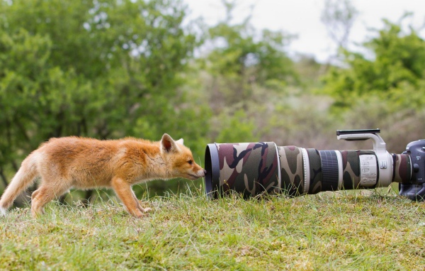 Лиса интересуется фотоаппаратом