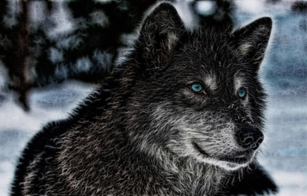 Лохматый дикий волк