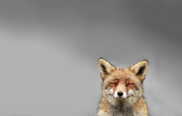 Голова лисы, серый фон