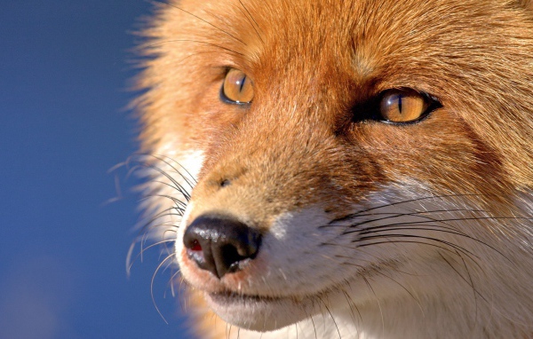 Мордочка лисы, голубой фон