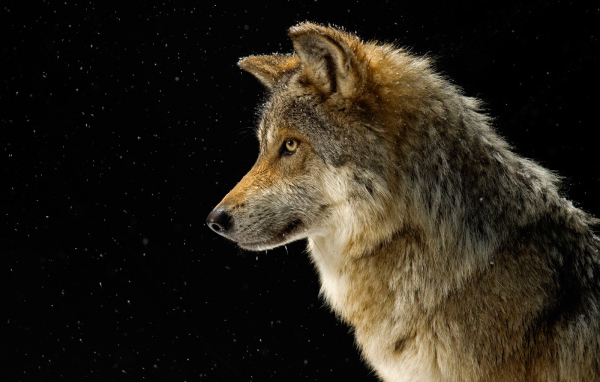 Профиль волка на черном фоне