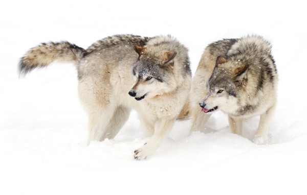 Два голодных волка на снегу