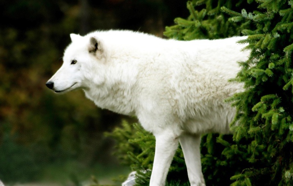 Белый волк вышел из-за ели