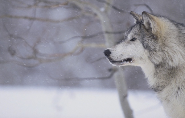 Волк во время снежной бури