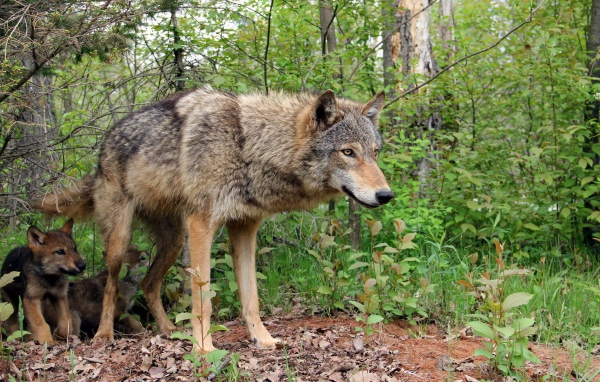 Волчица охраняет своих детей